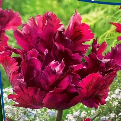 plant/‘Purple Parrot’ Dark Purple Tulip Bulbs 5 pack-0-thumbnail