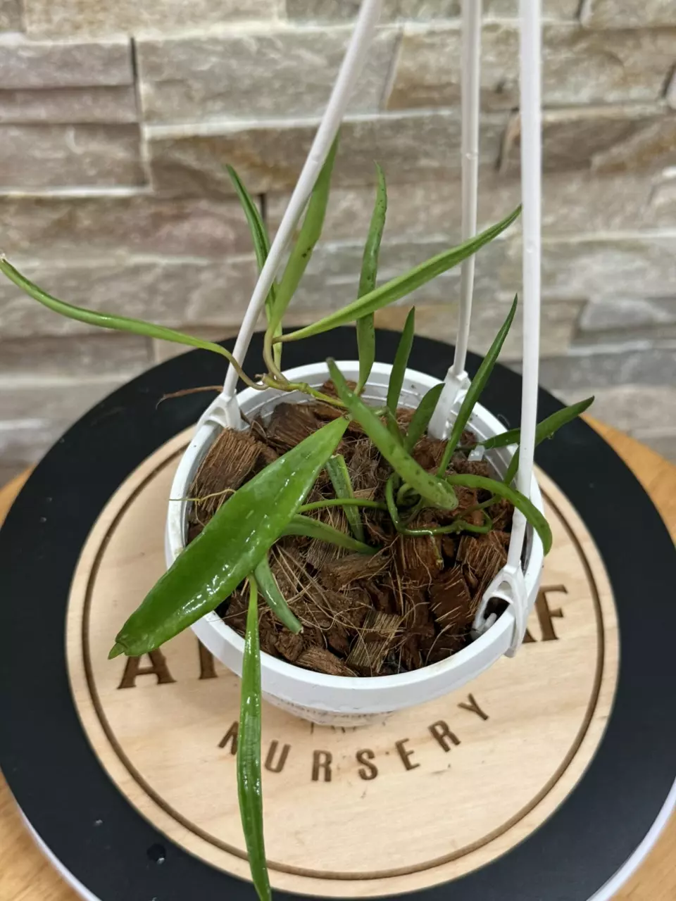 plant/Hoya Acicularis Mutate-1