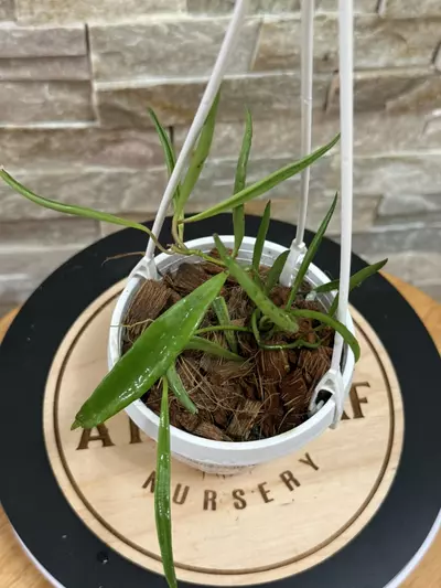 plant/Hoya Acicularis Mutate-1-thumbnail