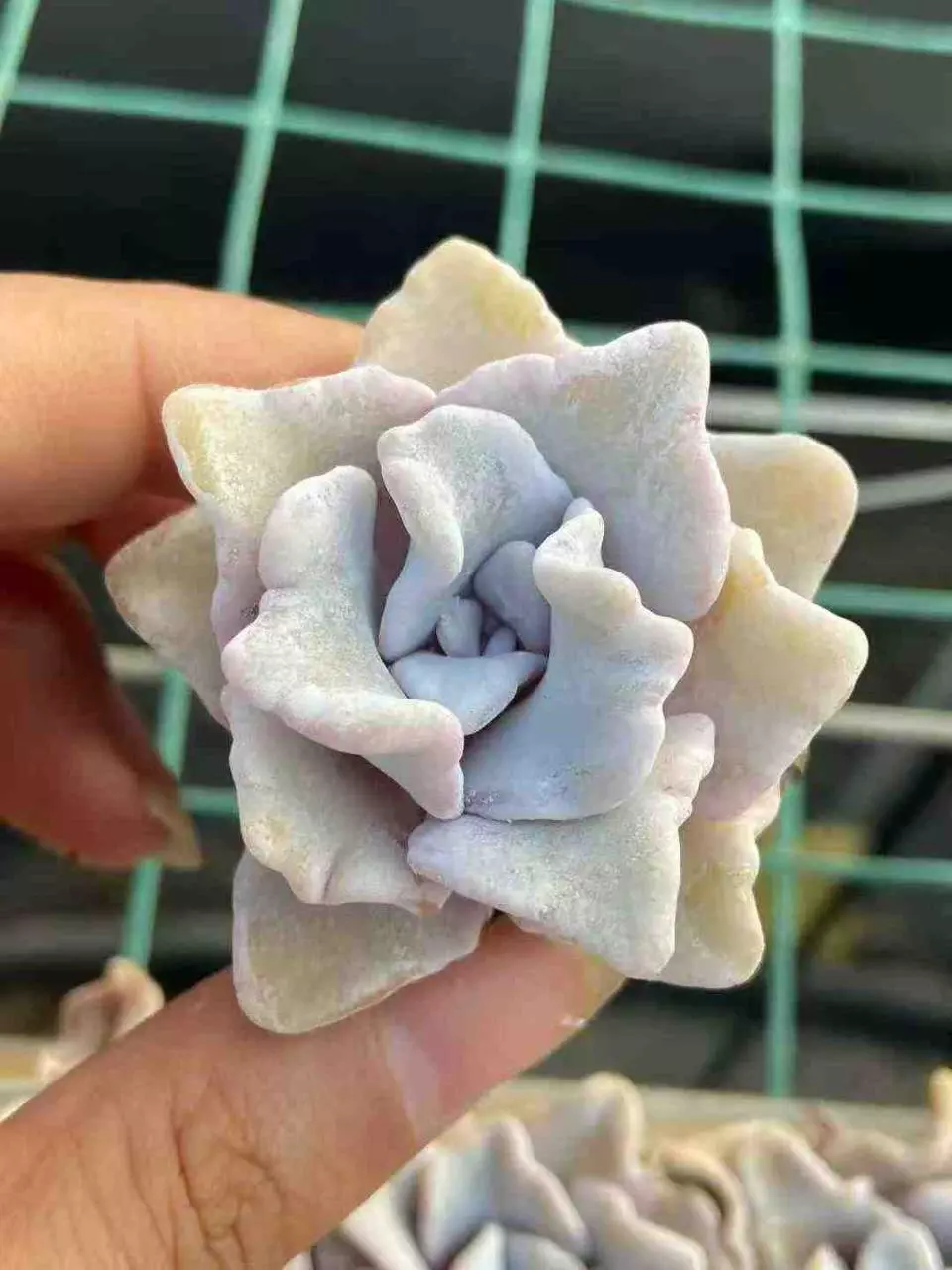 plant/Crispate Beauty about 1.8 inch. 5 pcs-0
