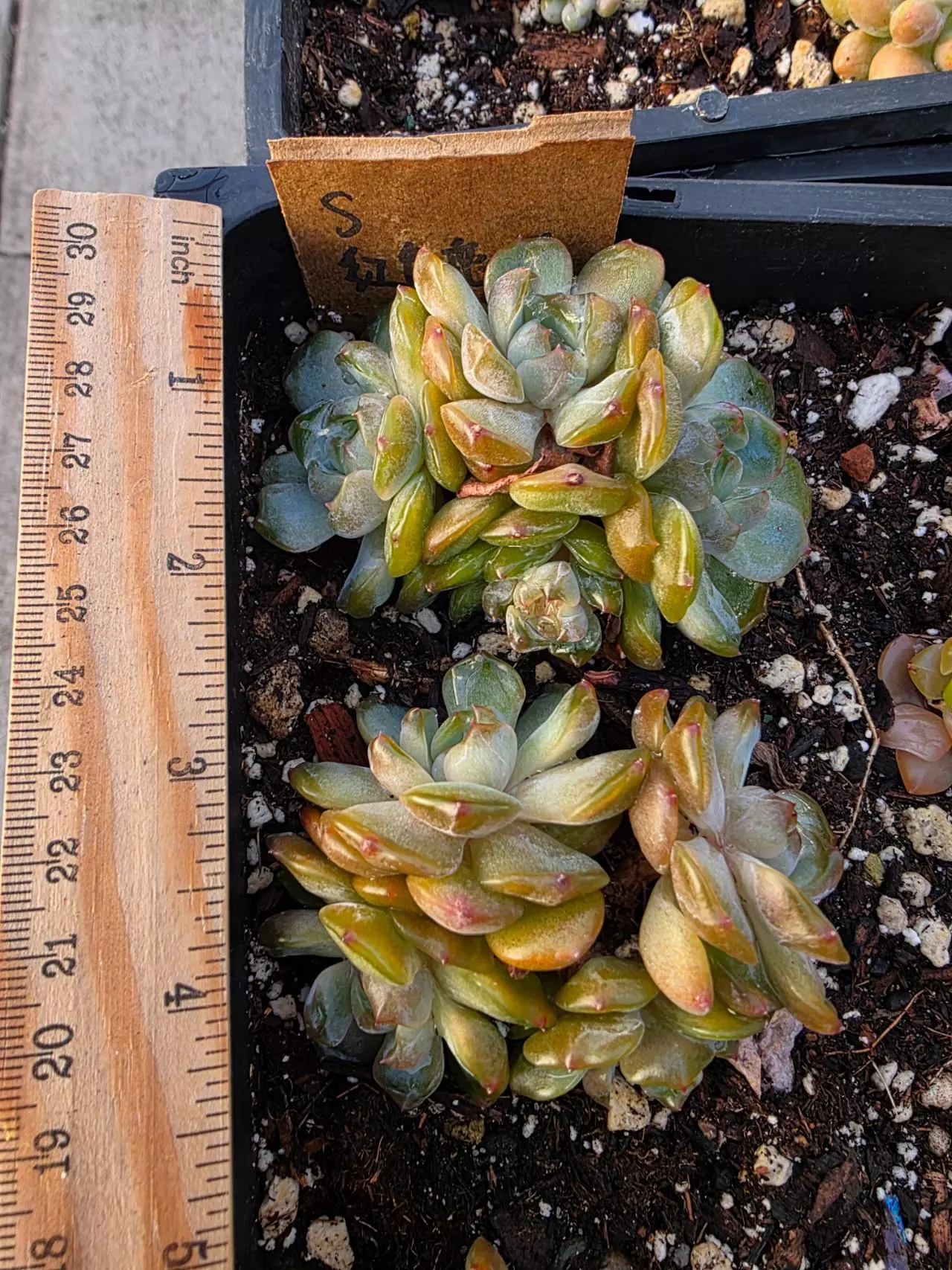 plant/Red lover amber 1pc-1