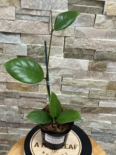plant/Hoya Doi-Tung-1-thumbnail