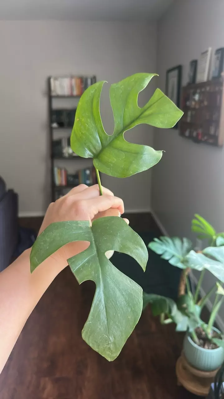 plant/Monstera Tetrasperma-0