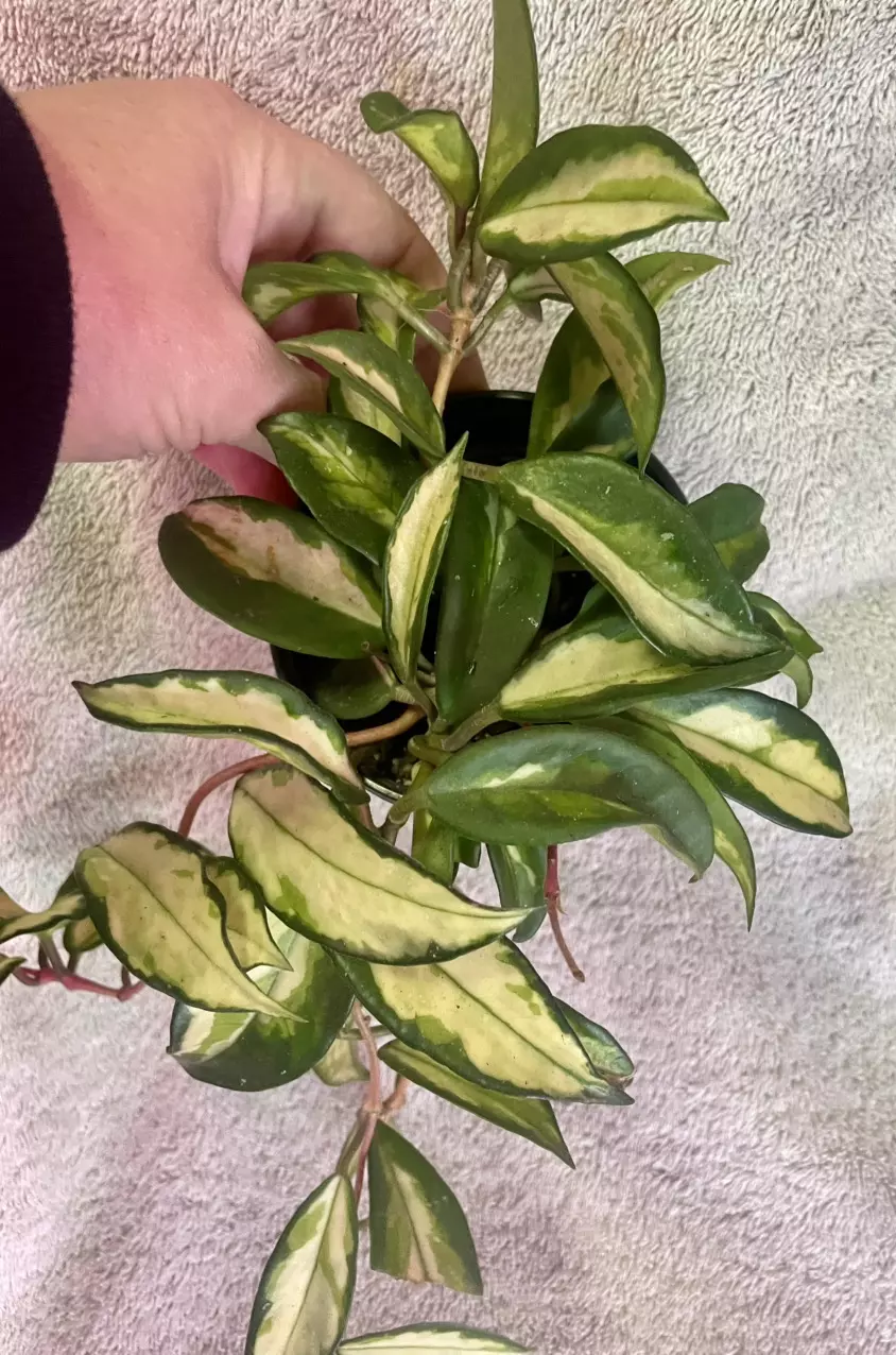 plant/Hoya krimson princess-1