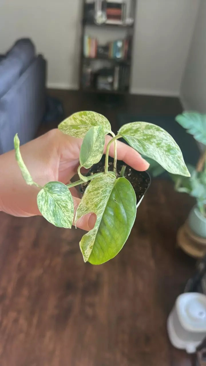 plant/Epipremnum Pinnatum Marble-0