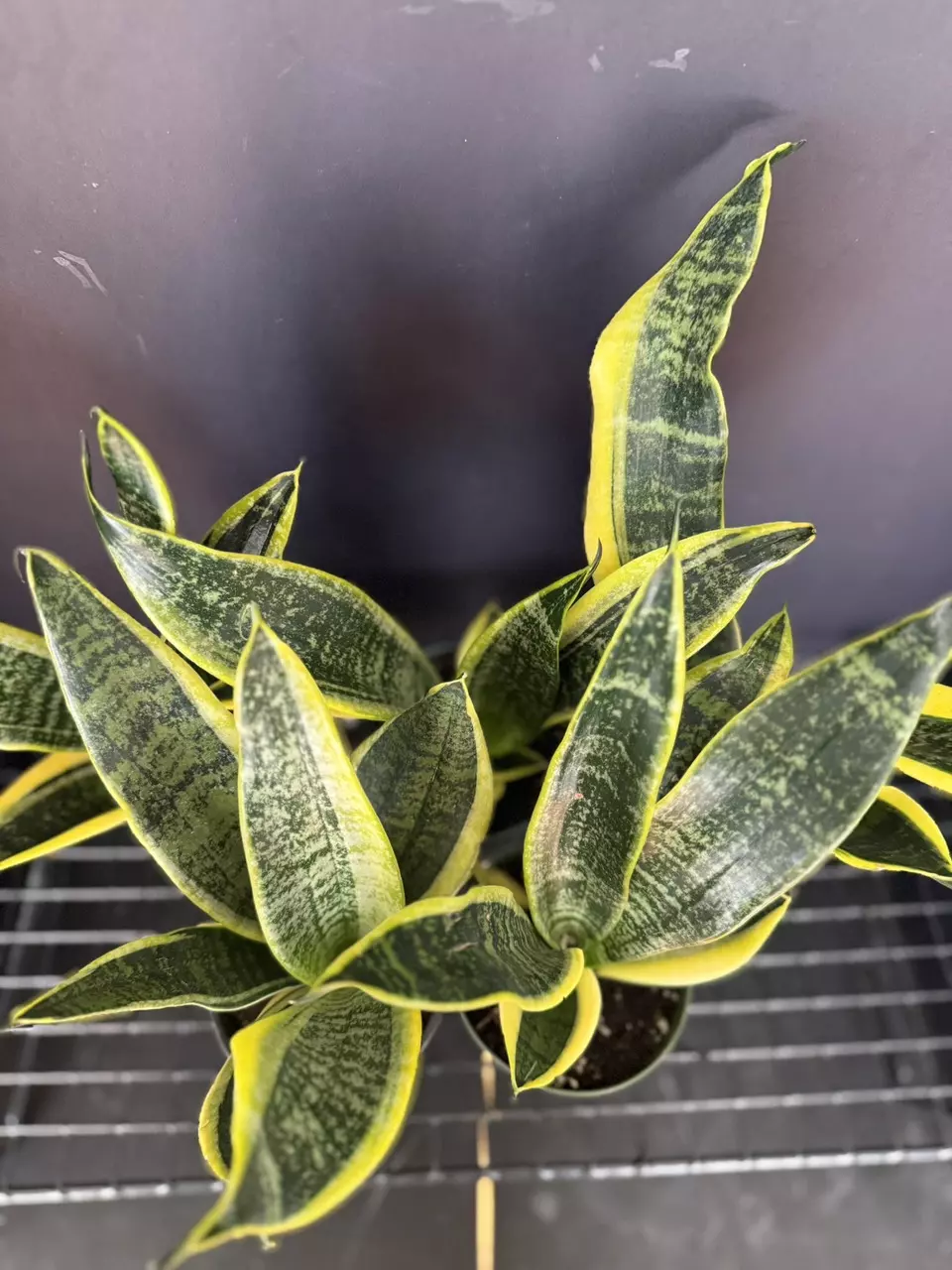 plant/Sanseveria Laurentii-0
