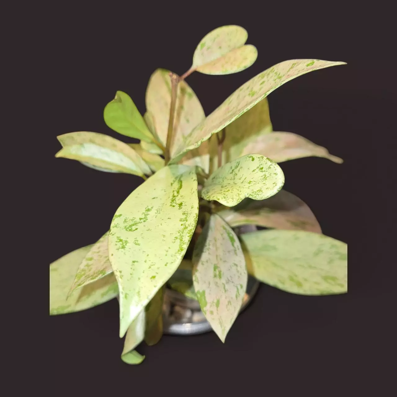 plant/Hoya Pubicalyx Pink Silver Ghost-2