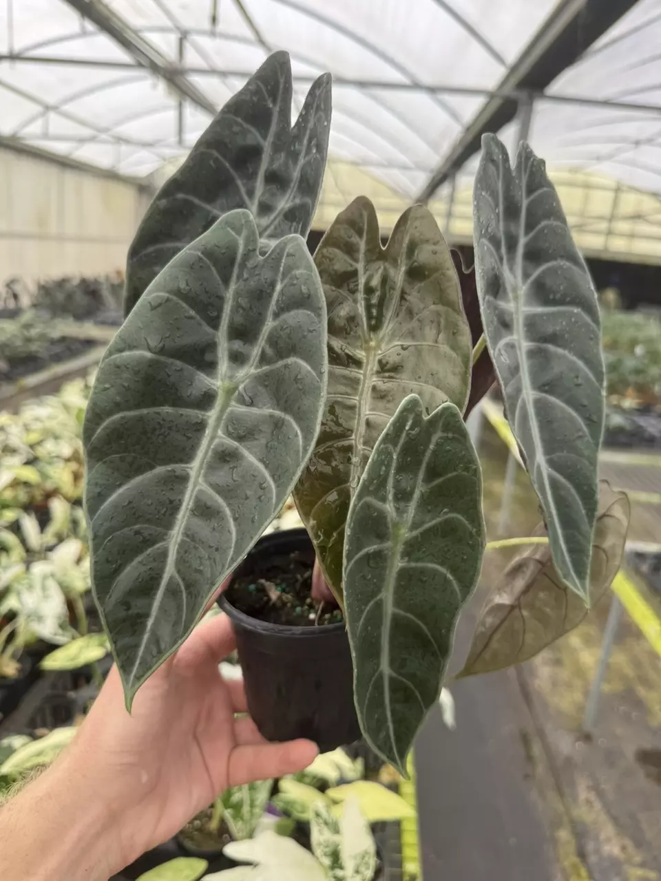 plant/Alocasia watsoniana (dark form) 4” pot growers choice-0