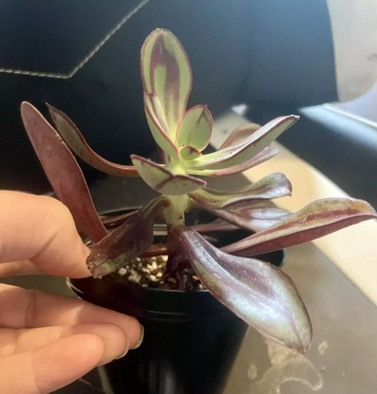 plant/Echeveria nodulosa-2