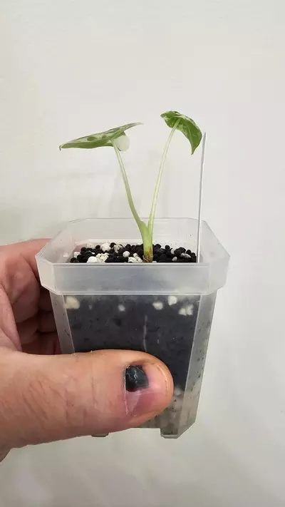 plant/Alocasia Variegated Frydek Pup #8-2-thumbnail