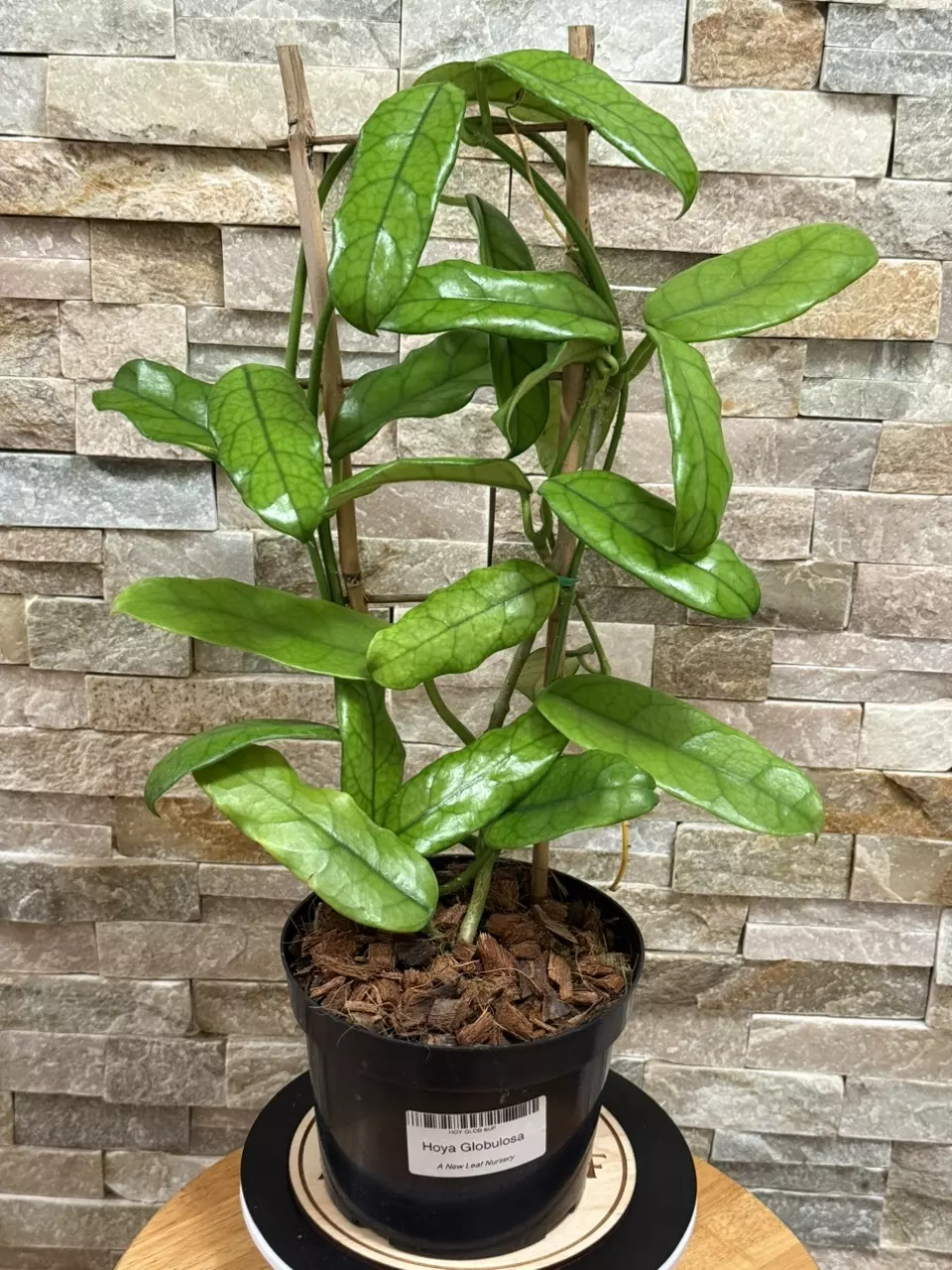 plant/Hoya Globulosa-0