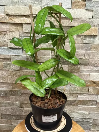 plant/Hoya Globulosa-0-thumbnail