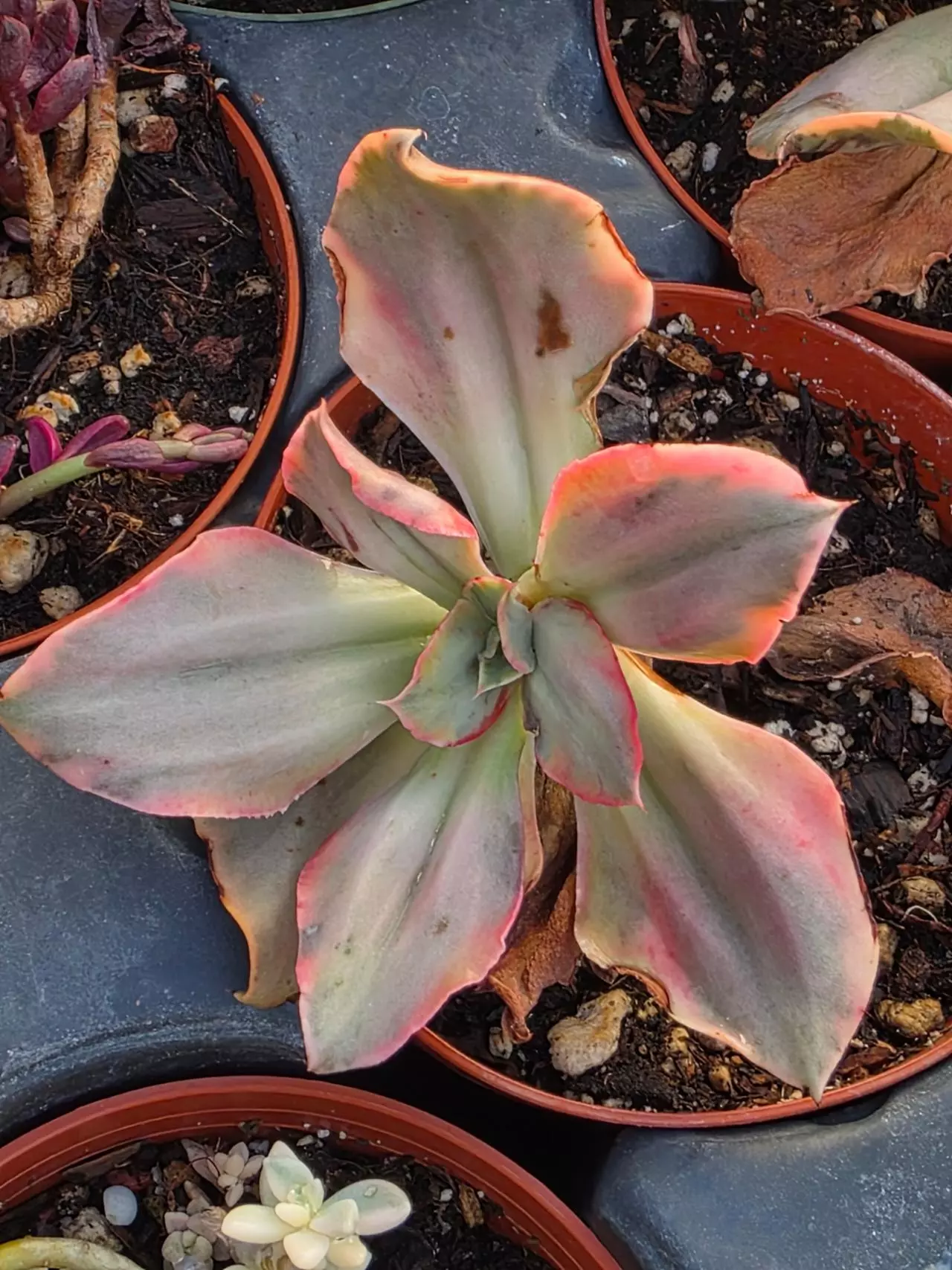plant/Gu qin variegated-2