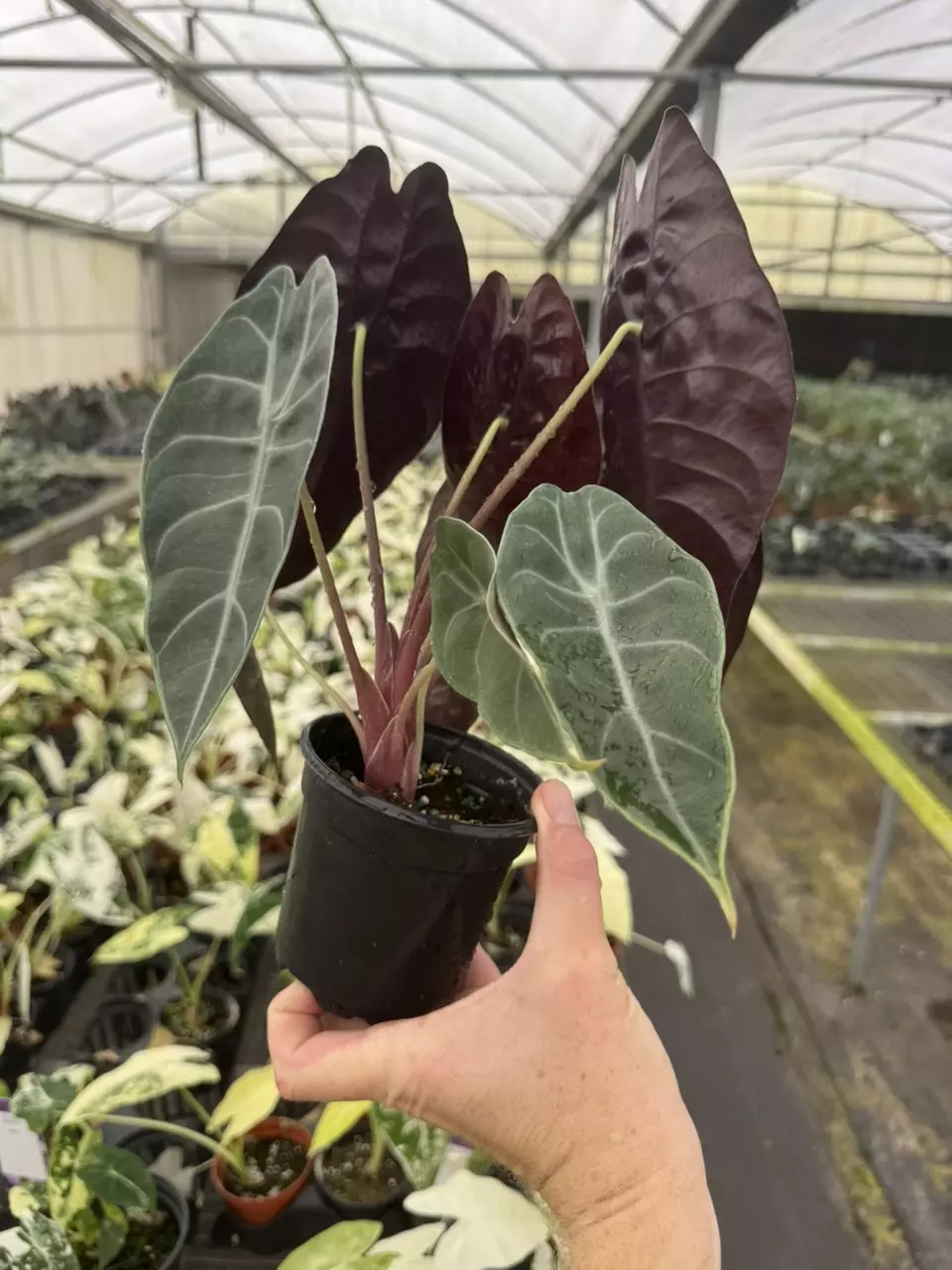 plant/Alocasia watsoniana (dark form) 4” pot growers choice-6