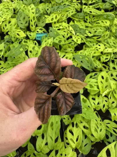 plant/Ardisia cool fire (.sp Vietnam) starter plant growers choice-5-thumbnail