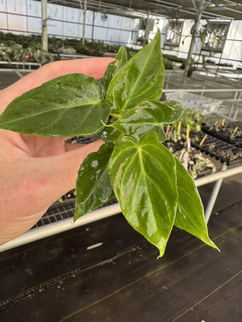 plant/Philodendron Verrucusom mini starter plant growers choice-0