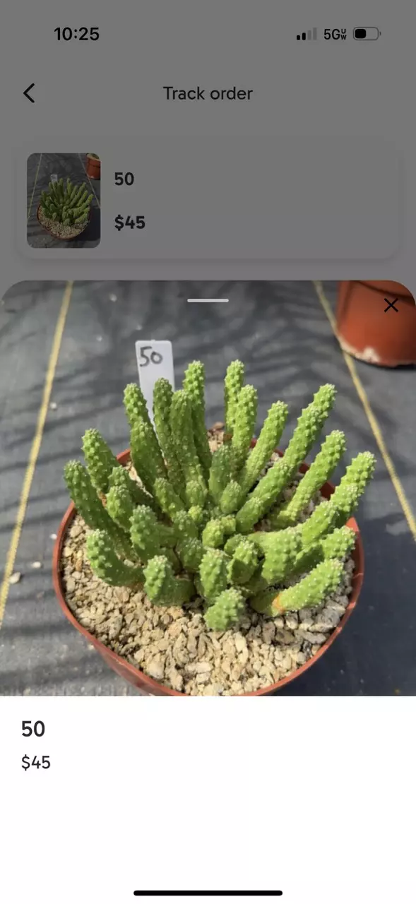 plant/Custom order-0