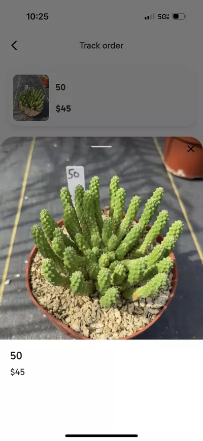 plant/Custom order-0-thumbnail