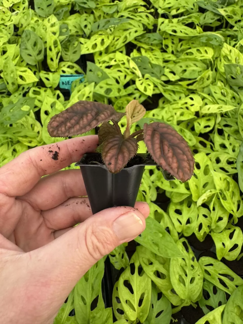 plant/Ardisia cool fire (.sp Vietnam) starter plant growers choice-7