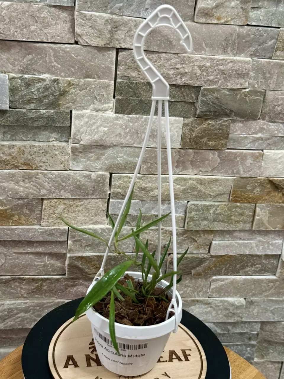 plant/Hoya Acicularis Mutate-2