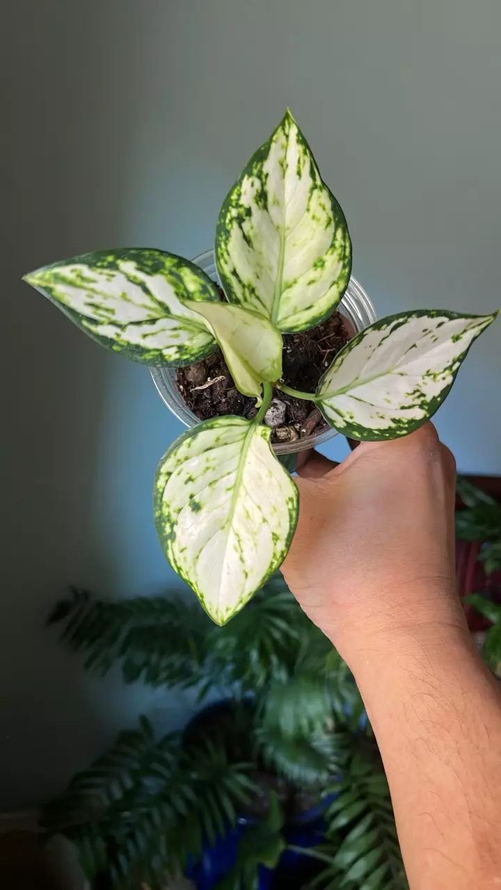 plant/Aglaonema super white-0