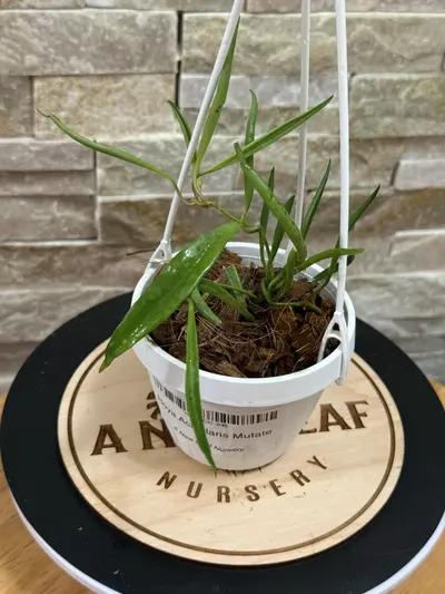 plant/Hoya Acicularis Mutate-0-thumbnail