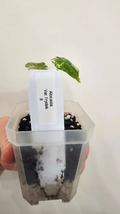 plant/Alocasia Variegated Frydek Pup #8-3-thumbnail