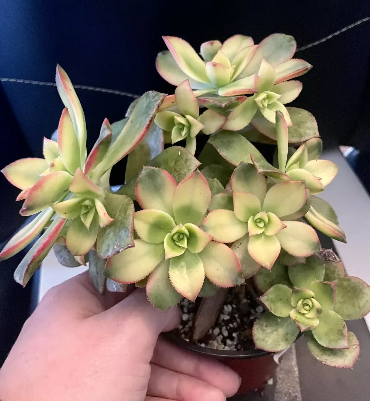 plant/Aeonium pinwheel cluster-0