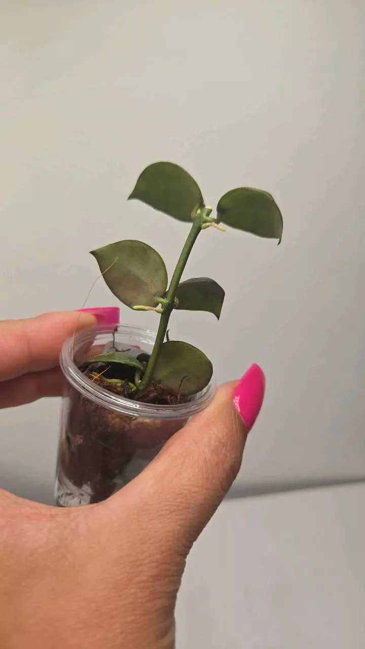 plant/⚠️Zinger! Hoya Lacunosa 'Gayo Lues' #8038-1