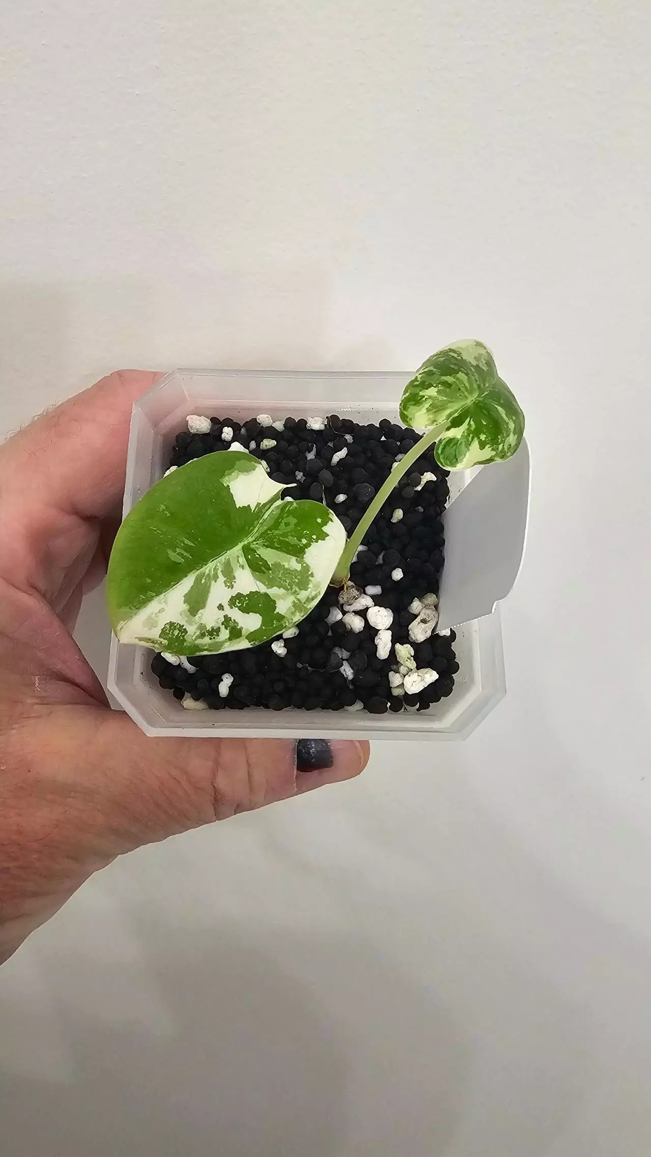 plant/Alocasia Variegated Frydek Pup #8-0