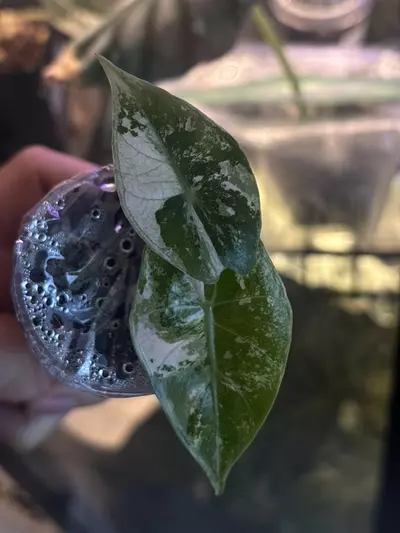 plant/Pink Dragon Albo pup-2-thumbnail