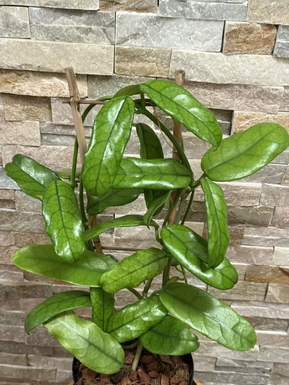 plant/Hoya Globulosa-2