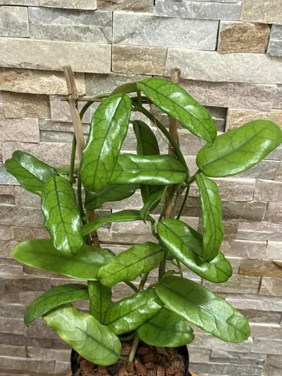 plant/Hoya Globulosa-2-thumbnail