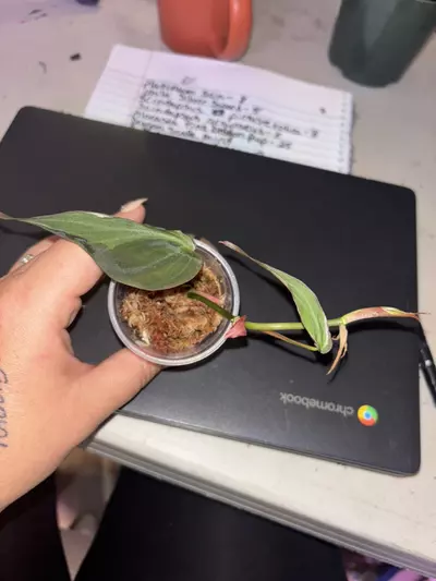 heat_pack/Micans halo top cut-0-thumbnail