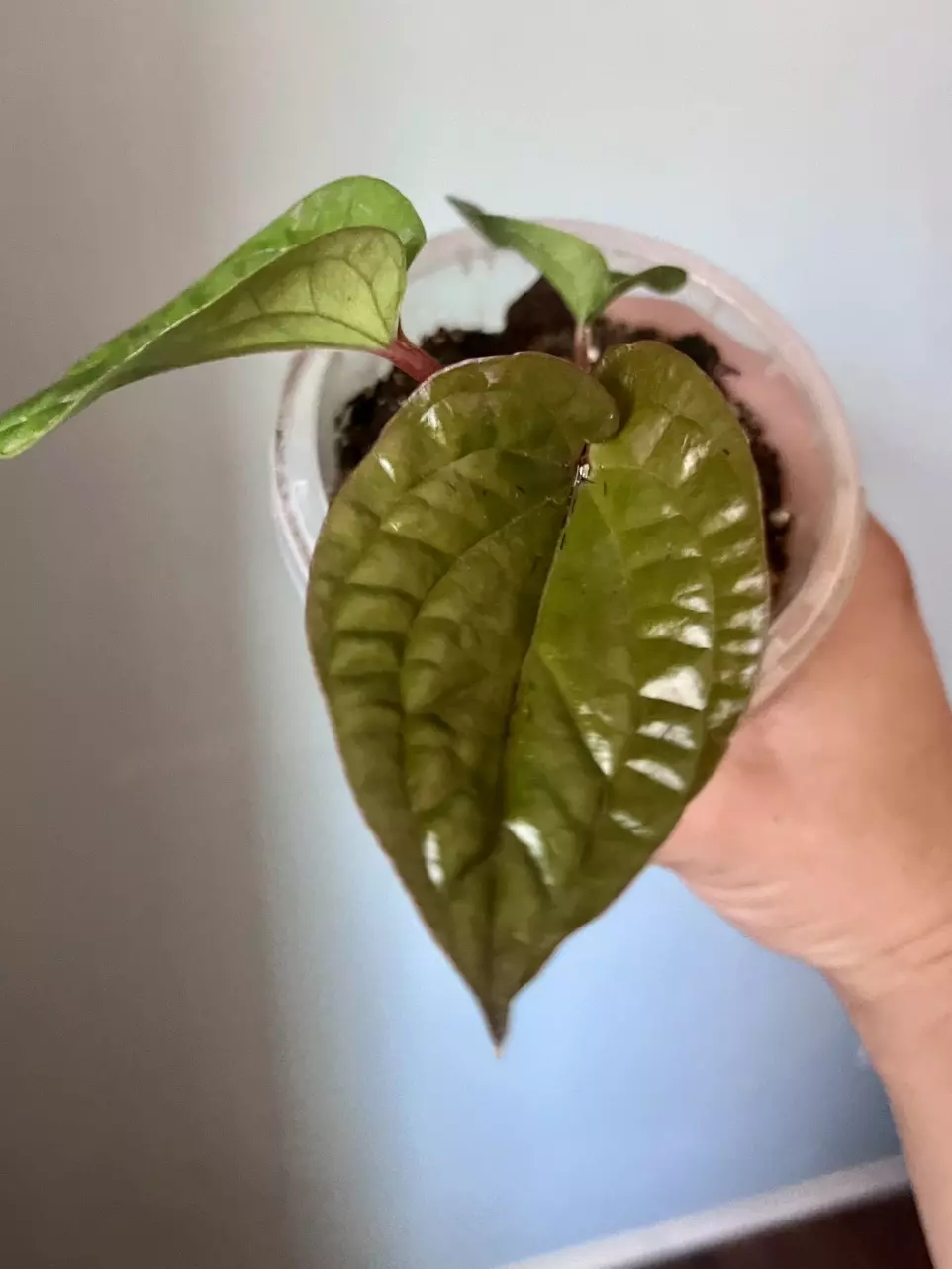 plant/Anthurium Radicans x Lux-1