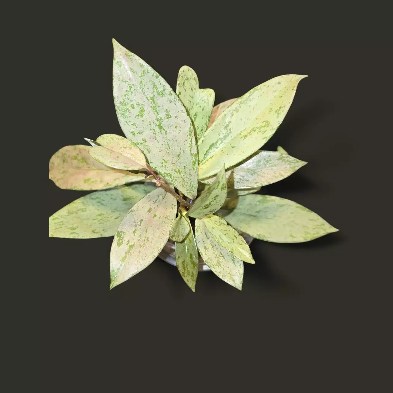 plant/Hoya Pubicalyx Pink Silver Ghost-0
