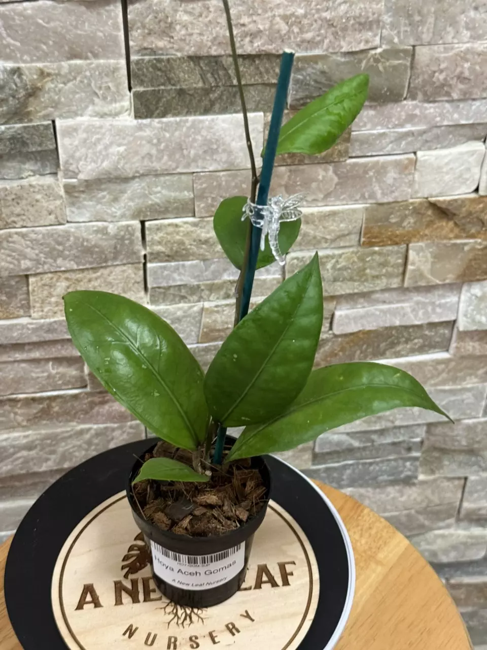 plant/Hoya Aceh Gomas-1