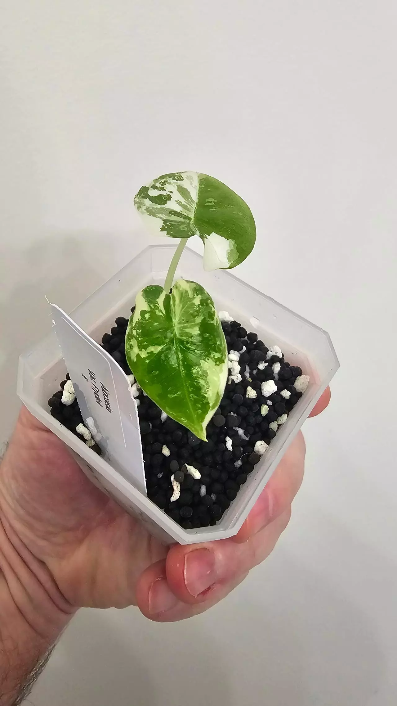 plant/Alocasia Variegated Frydek Pup #8-1