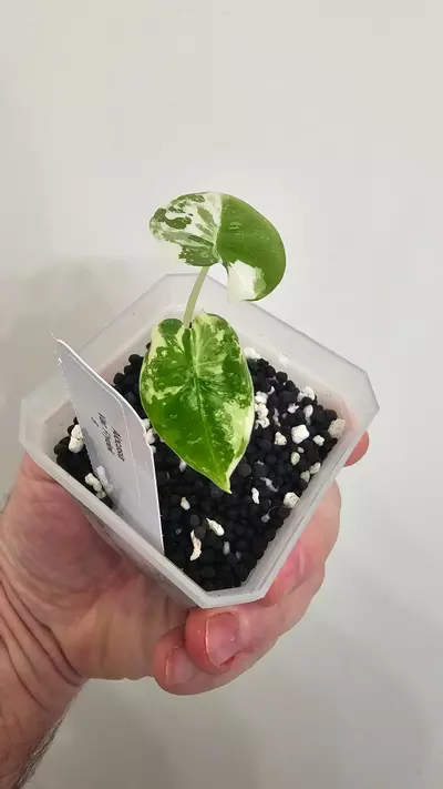 plant/Alocasia Variegated Frydek Pup #8-1-thumbnail