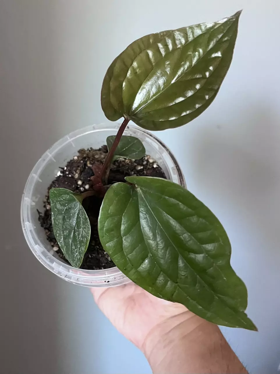 plant/Anthurium Radicans x Lux-0