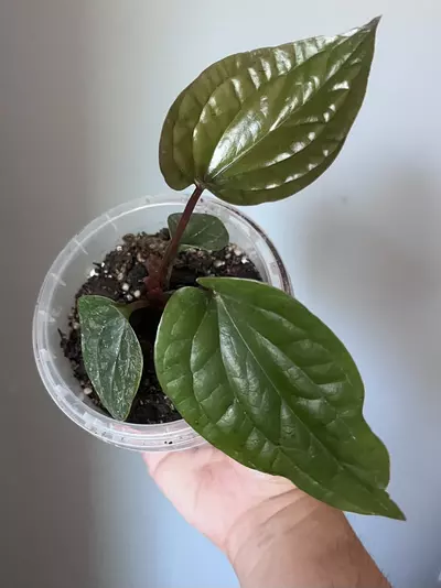 plant/Anthurium Radicans x Lux-0-thumbnail