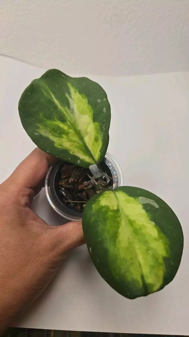 plant/Hoya Obovata Inner Variegated #4047-0