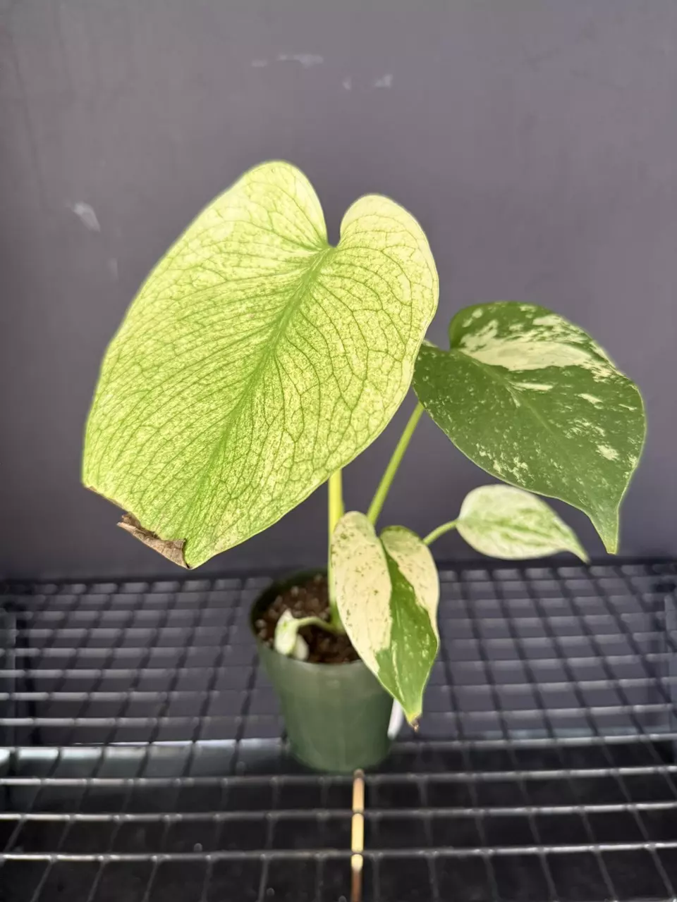 plant/Monstera White Monster-0