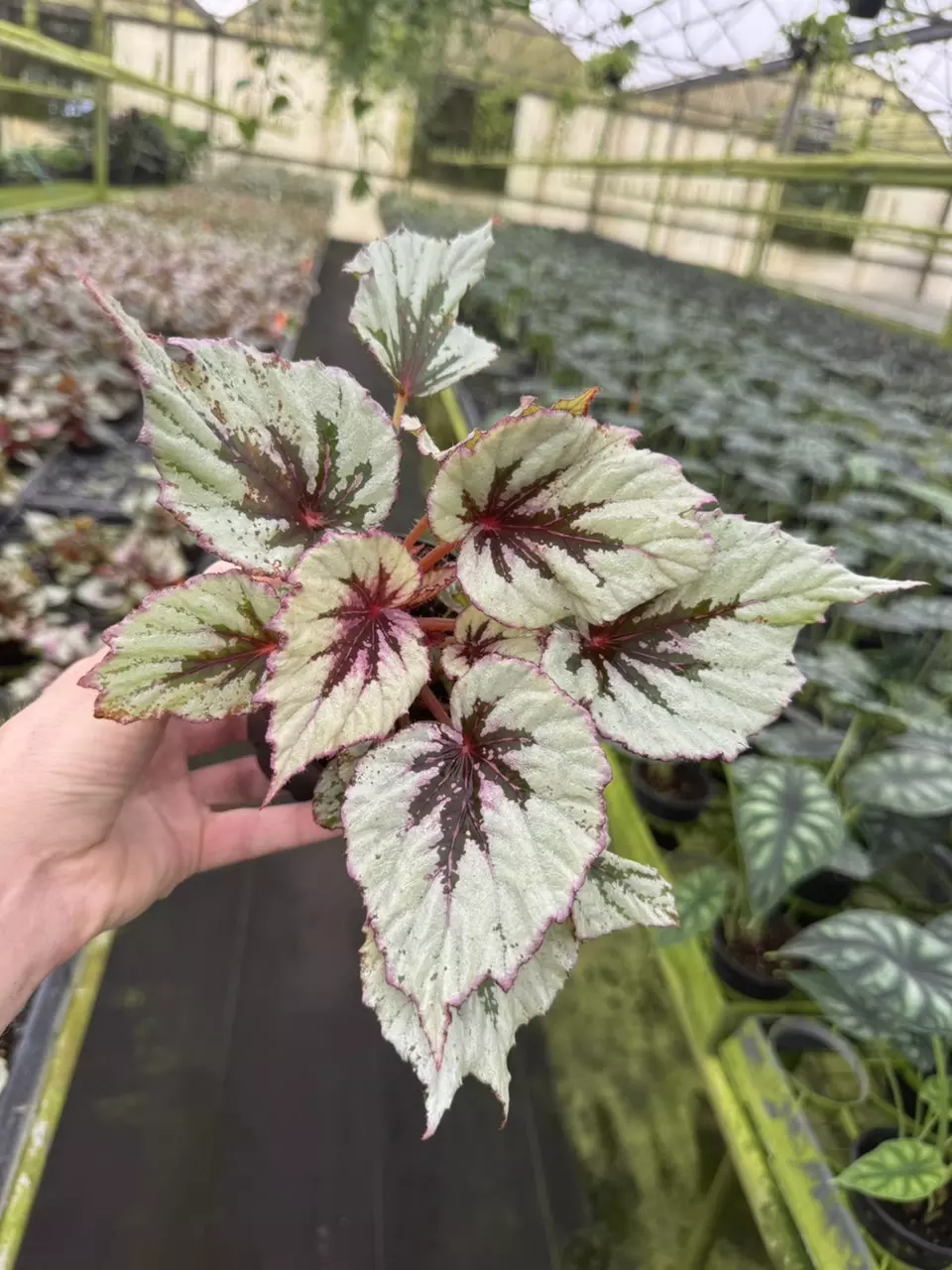 plant/Begonia firecracker 4” pot growers choice-0