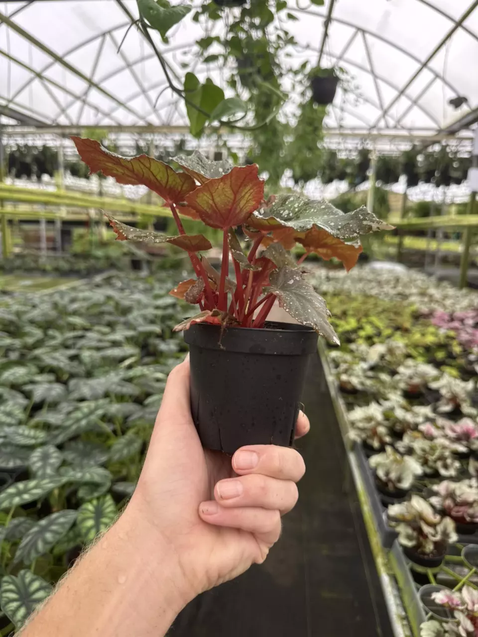 plant/Begonia midnight constellations 4” pot growers choice-6