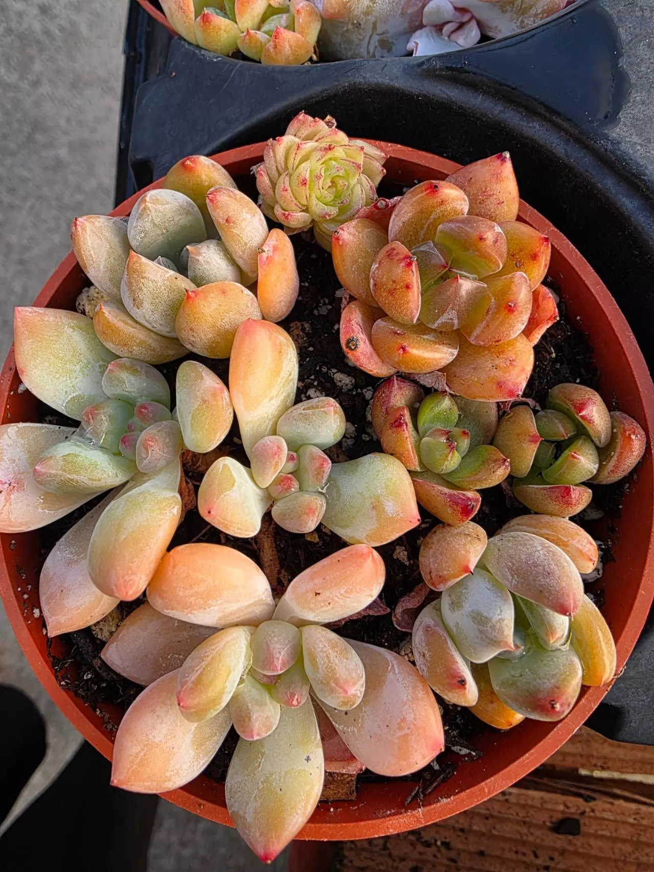 plant/4inch mixed set take all-0