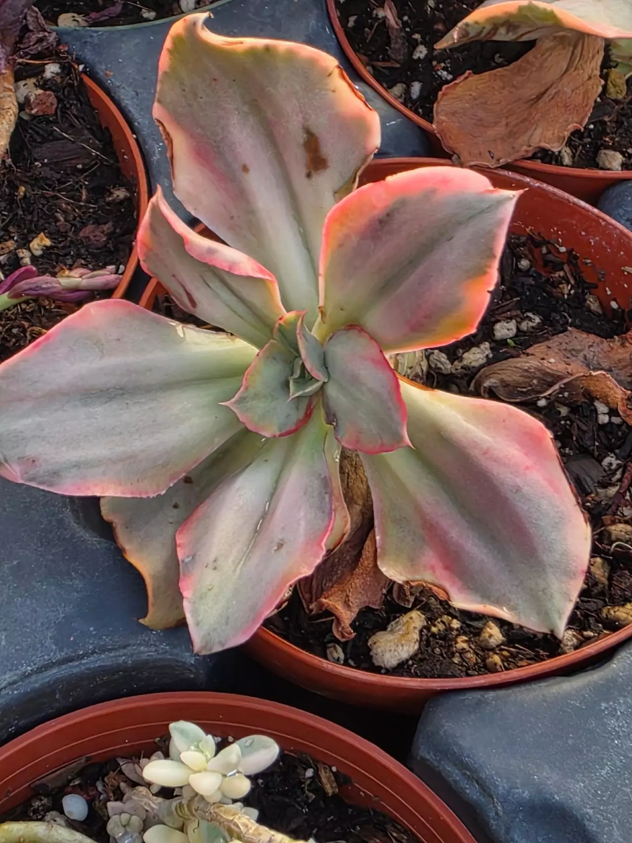 plant/Gu qin variegated-0