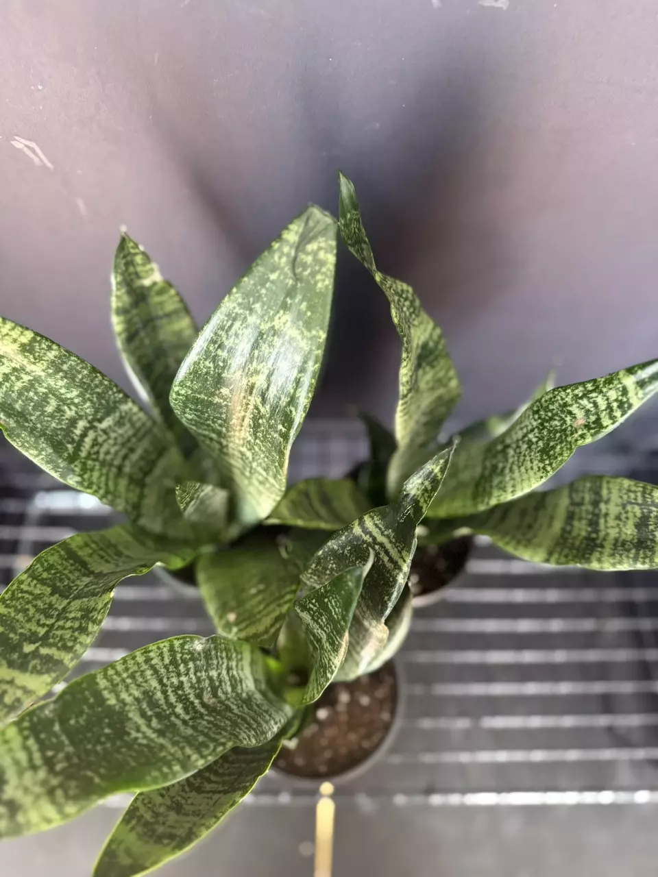 plant/Sanseveria-0