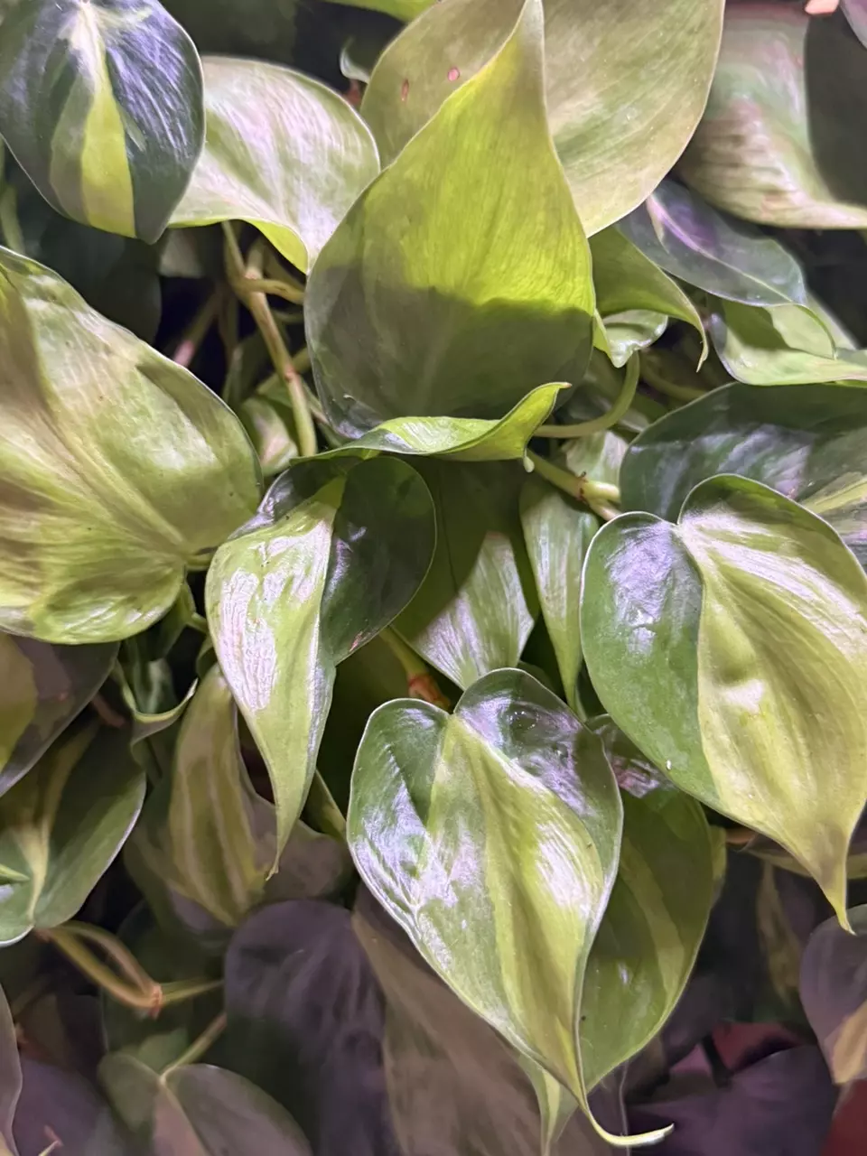 plant/Philodendron hederaceum ‘Brasil’ Cuttings-0