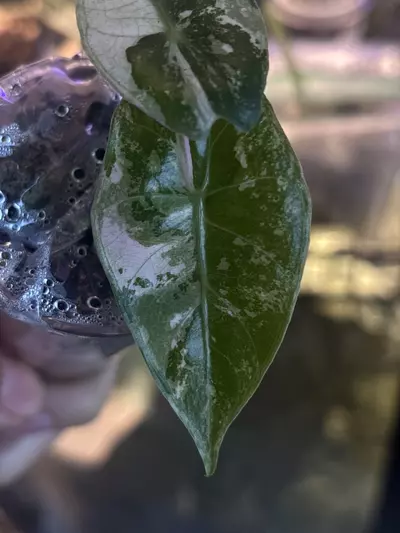 plant/Pink Dragon Albo pup-3-thumbnail